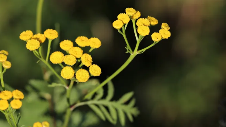 Sadnja smilja - razmak koji treba poštivati