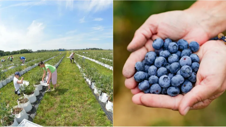 Priprema tla za sadnju borovnice