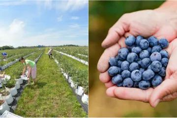 Priprema tla za sadnju borovnice