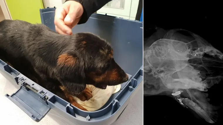 Nepoznati monstrom upucao psa! Jadni Vini lutao sedam dana prije no &scaron;to je pronađen