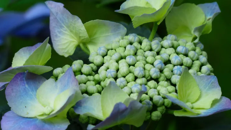 Po čemu je velelisna hortenzija drugačija od drugih?