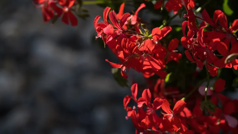 Kako na vrijeme pripremiti biljke za prezimljavanje pelargonija?