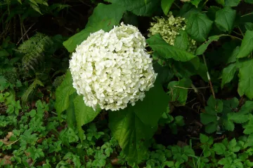 Čime se glatka hortenzija izdvaja od drugih?