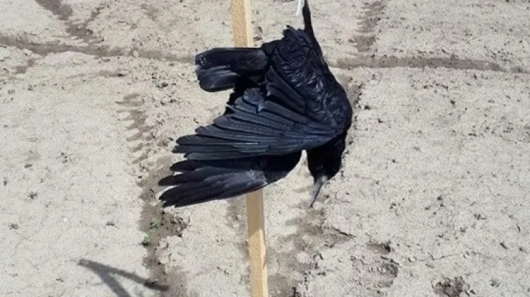 Osječani &scaron;okirani, na stupove iza &scaron;kole objesili vrane! 'Nikada nisam vidio takav prizor, stra&scaron;no je!