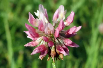 Zvjezdasta djetelina: značajke zvjezdaste djeteline