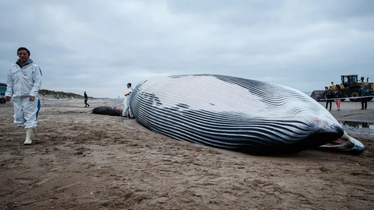 U hrvatskom susjedstvu more na obalu izbacilo kita sa želucem punim plastike