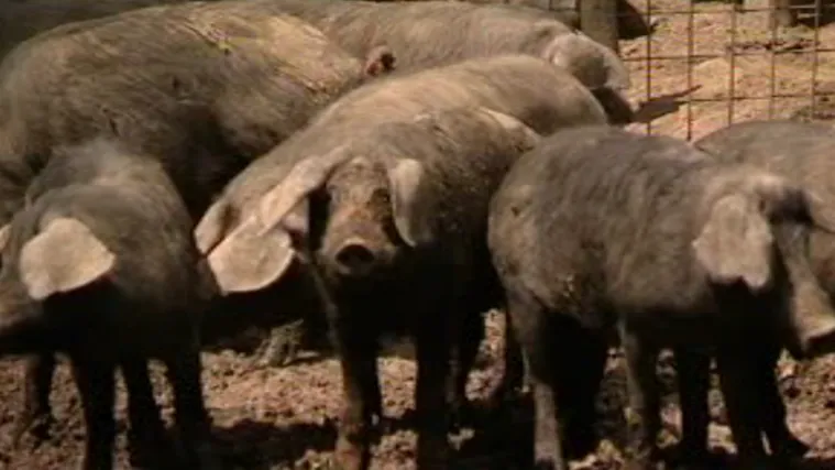 Crne svinje fajferice taoci su afričke svinjske kuge: Svinje su ograđene ogradama pod strujom