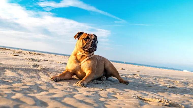 S oprezom na sunce: I ljubimci mogu oboljeti od raka kože