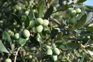 Razmnožavanje masline: Koji su najčešći načini razmnožavanja maslina?