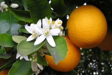 Kada se obavlja rezidba naranče?