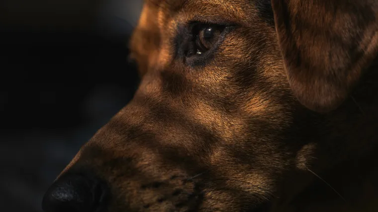 Pijani monstrum: Mladić pod utjecajem alkohola brutalno zaklao psa u dvori&scaron;tu