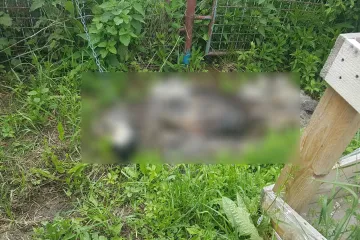 Još jedan stravičan slučaj okrutnosti: raspadnuto tijelo psa koji je bio zavezan za ogradu