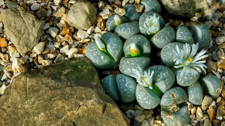 Lithops - uzgoj: neobična afrička biljka
