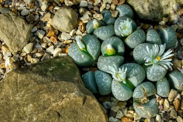 Lithops - uzgoj: neobična afrička biljka
