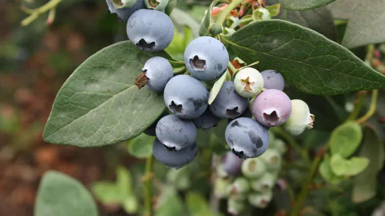 Samoniklo voće: upoznajte ovo nevjerojatno voće