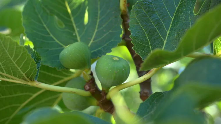 Koje biljke u Dalmaciji možemo pronaći?