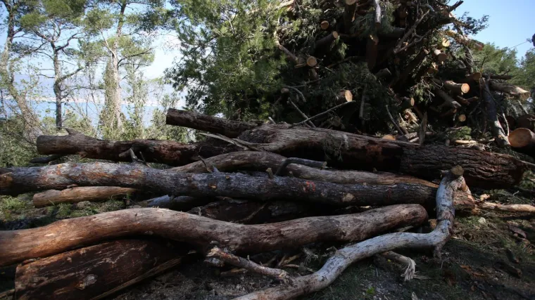 Ukrao 351 stablo i &scaron;umariju o&scaron;tetio za preko 137 tisuća kuna