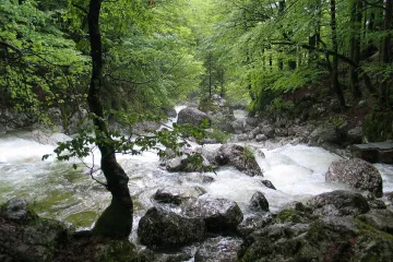 Znate li kakav je izvor rijeke Save?