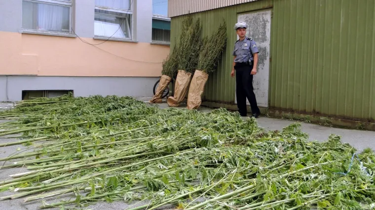 Ulovili mu&scaron;karca s 0,1 gramom marihuane. Hoće li je spaliti ili otpuhati?