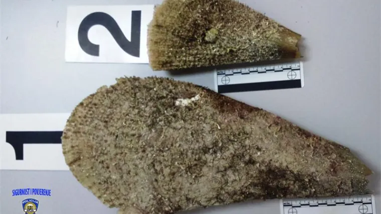 Istraživači zabilježili prvi masovni pomoć plemenite periske