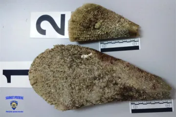 Istraživači zabilježili prvi masovni pomoć plemenite periske