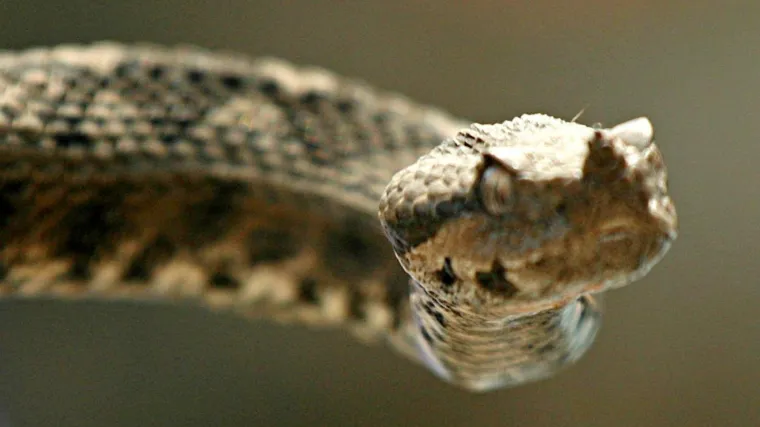 Poskok ugrizao mu&scaron;karca kod Imotskog ispred kuće: 'Osjetio je ubod kod gležnja. Ni&scaron;ta nije vidio'