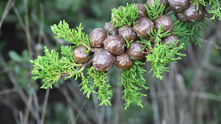 Arizonski čempres: zimzeleno crnogorično stablo iz porodice čempresovki