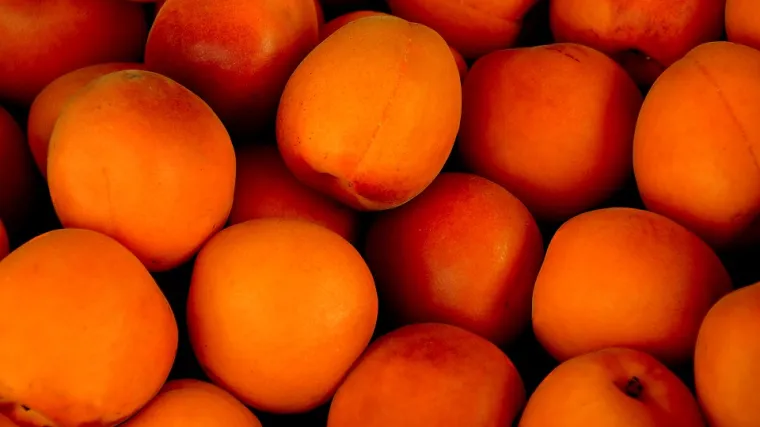 Kako se obavlja uzgoj kajsije?