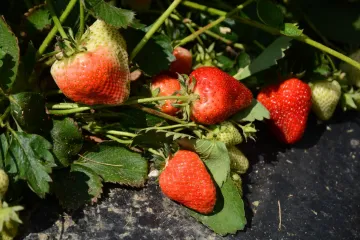 Kako uzgajati jagode?