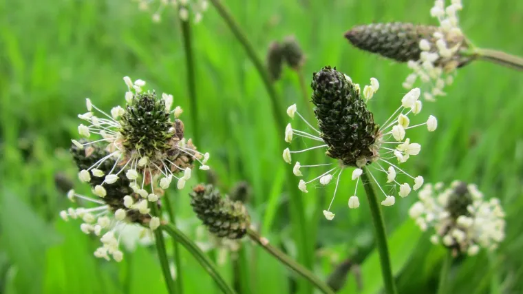 Trputac cvijet: Koja su ljekovita svojstva trputca?