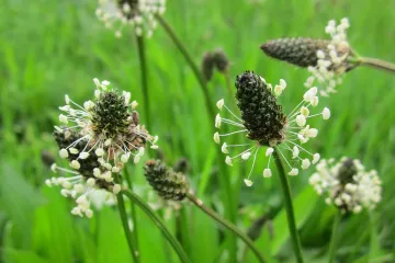 Trputac cvijet: Koja su ljekovita svojstva trputca?