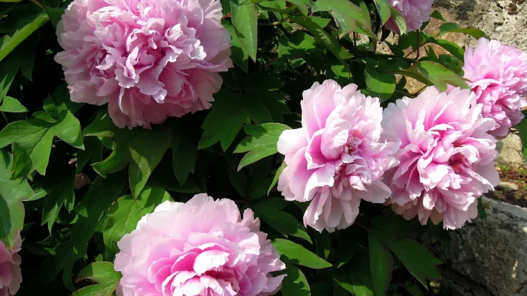 Gorski božur: Koje su karakteristike gorskog božura?