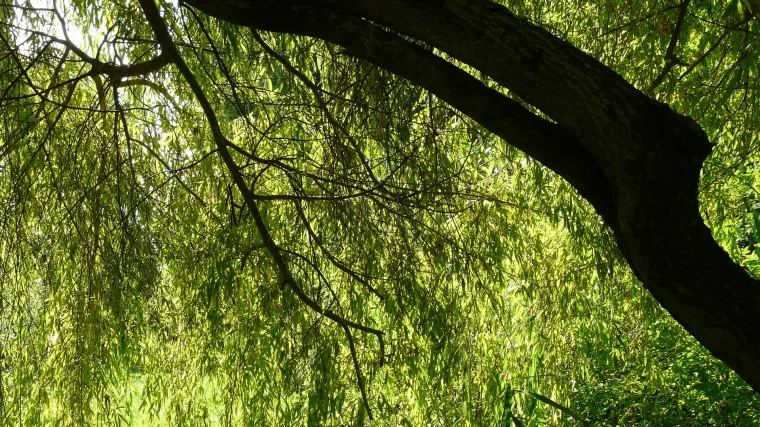 Drvo za dvorište: koje je najzahvalnije drvo za dvorište?