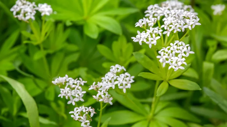 Broćika biljka: saznajte sve o ovoj ljekovitoj livadnoj biljci