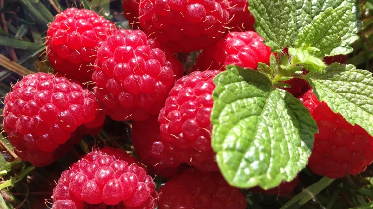 Kako uzgajati maline u vrtu?