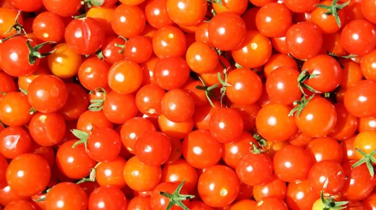 Mini rajčica: Kako uspje&scaron;no uzgojiti mini ili cherry rajčice?