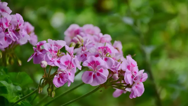Koje cvijeće saditi zajedno?