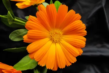 Neven: biljka koja služi kao zaštita u vrtu