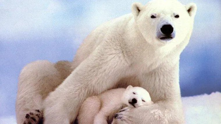 Znate li koje biljke i životinje žive u sjevernim ledenim područjima?