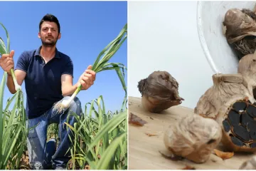 Znate li zašto se pojavljuje hrđa na češnjaku?