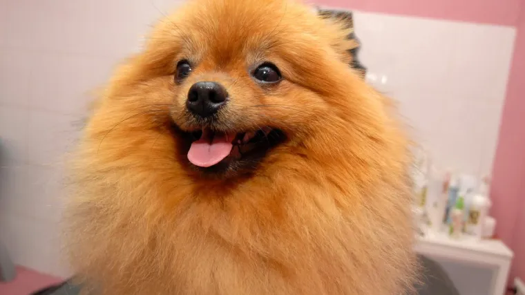 Norvežani traže radnike: 'Elegantan' posao plaćaju od 2250 do 2560 eura, no morate voljeti životinje