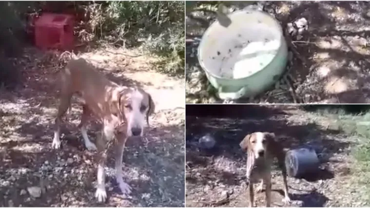 Dobio poticaj da se brine o psima, a zlostavlja ih? Sugrađani: 'Psi umiru, &scaron;to da radimo?'