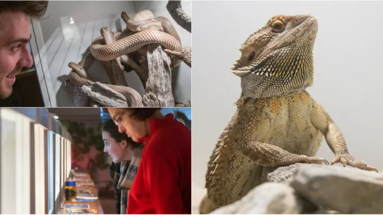 Posjetite izložbu Reptilomanija i uđite u egzotičan svijet gmazova, vodozemaca i kukaca!