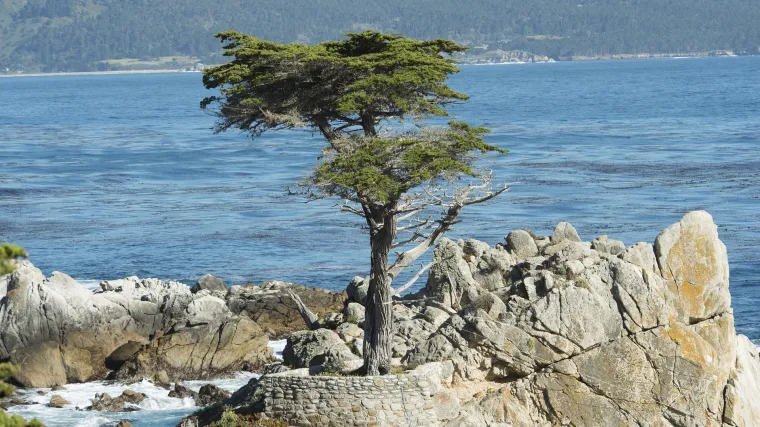 Kalifornijski čempres - idealan čempres za bonsai stabla