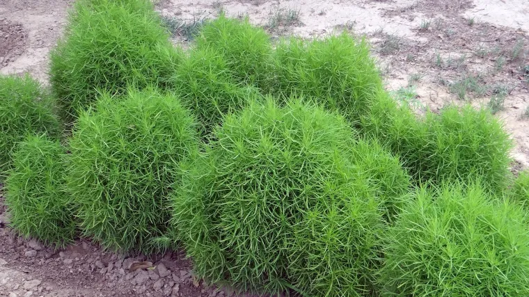 Zašto trebate posaditi ljetni čempres u vrtu?