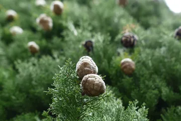 Znate li u koju vrstu čempresa svrstati obični čempres?