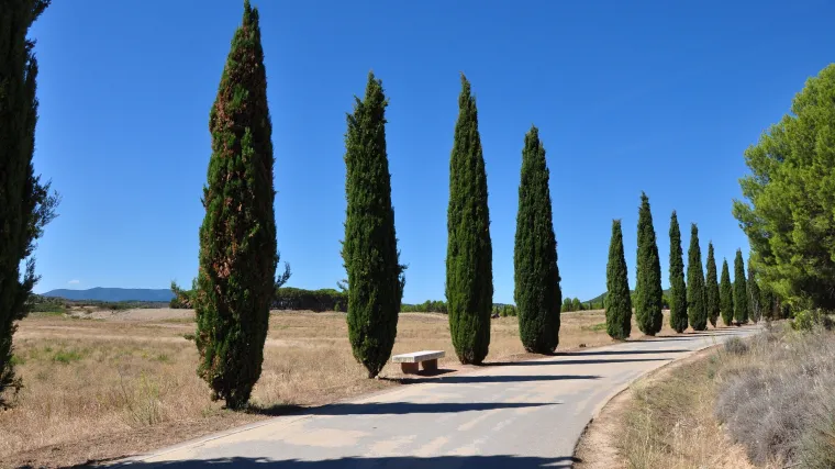 Koje su bolesti čempresa i što učiniti ako vam se čempres počne sušiti?