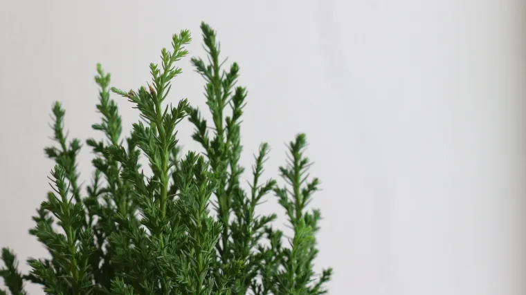 Koliko vam je poznata vrsta čempresa patuljasti čempres?