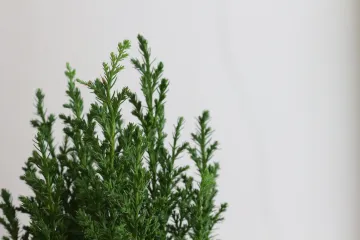 Koliko vam je poznata vrsta čempresa patuljasti čempres?