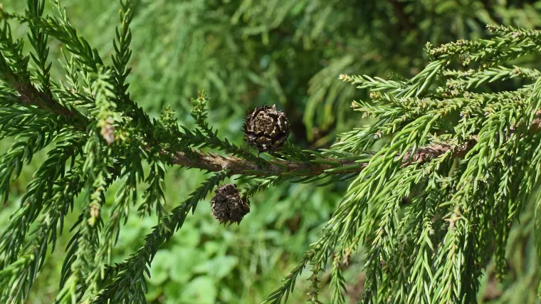 Leylandov čempres - kakav je to čempres i za što se koristi